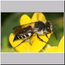 Coelioxys elongata - Kegelbiene w01d 10mm.jpg